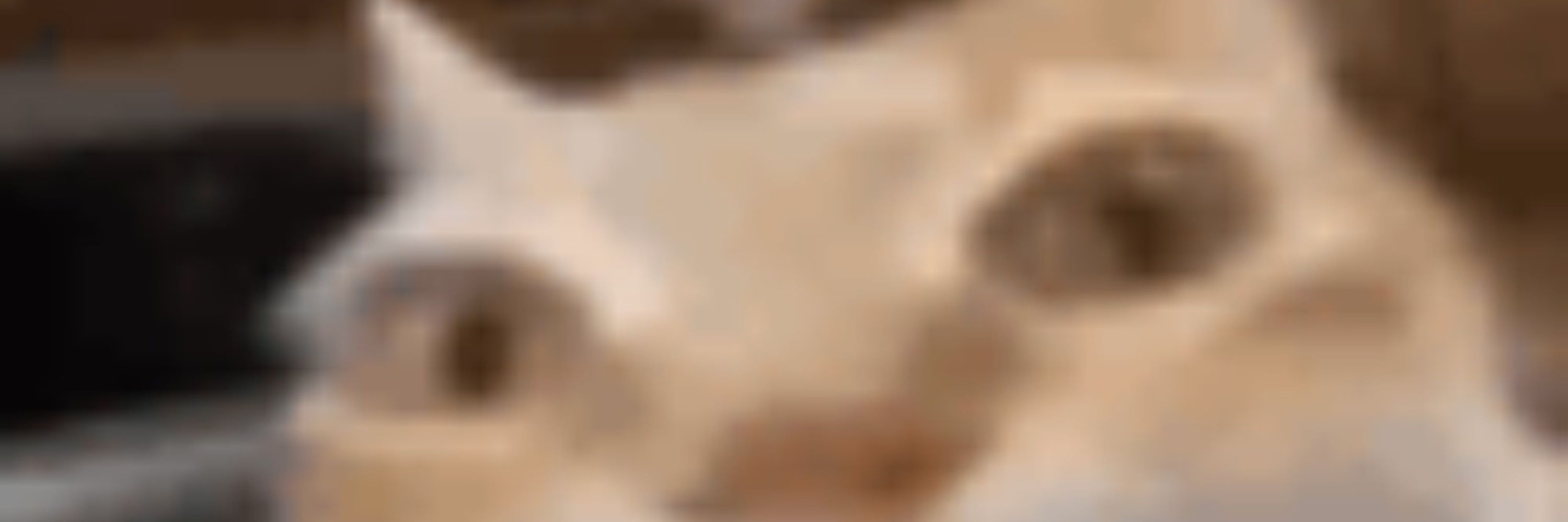Kounosuke