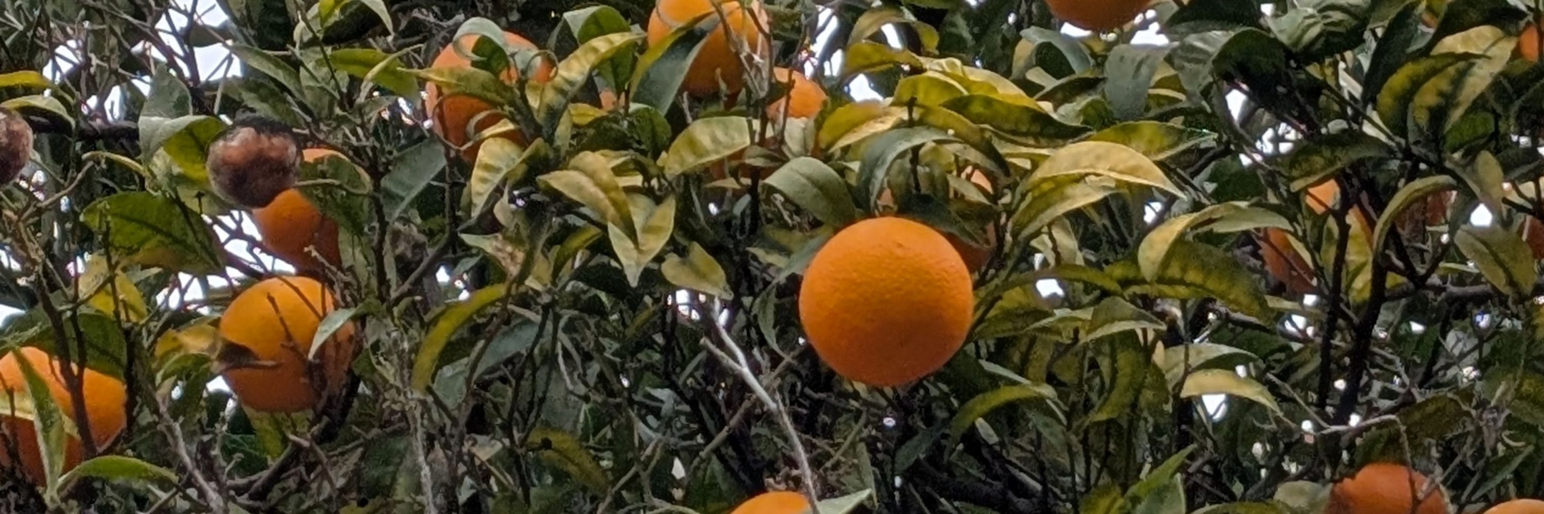 Naimish