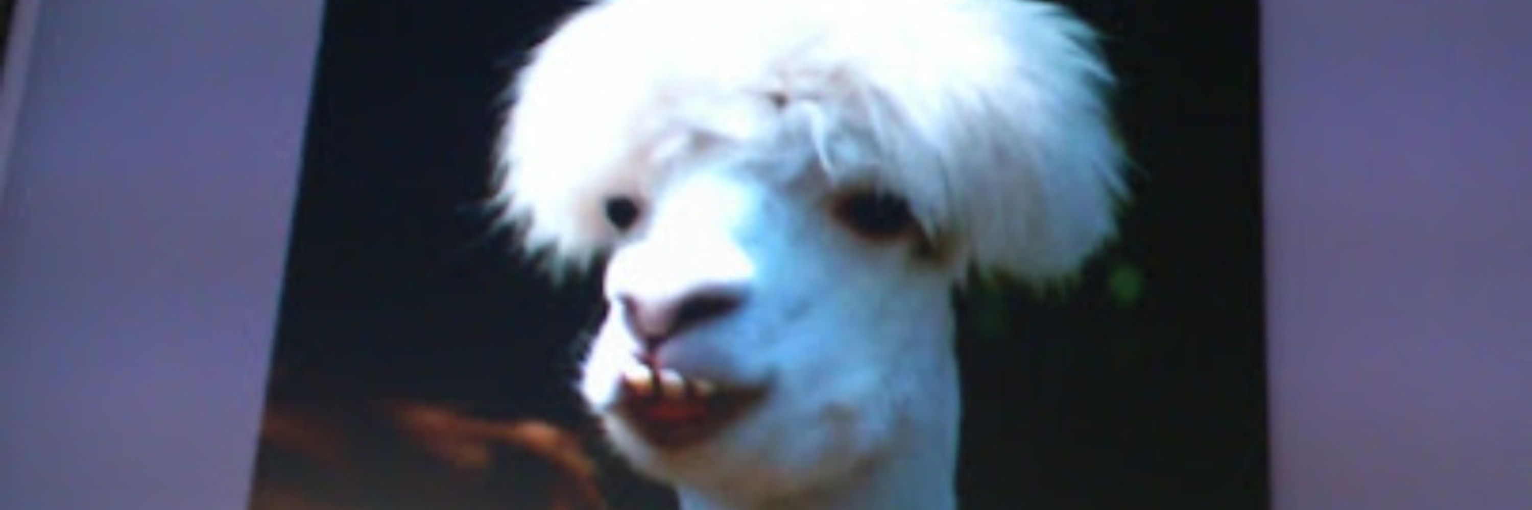 Sharpy the Weather Goat