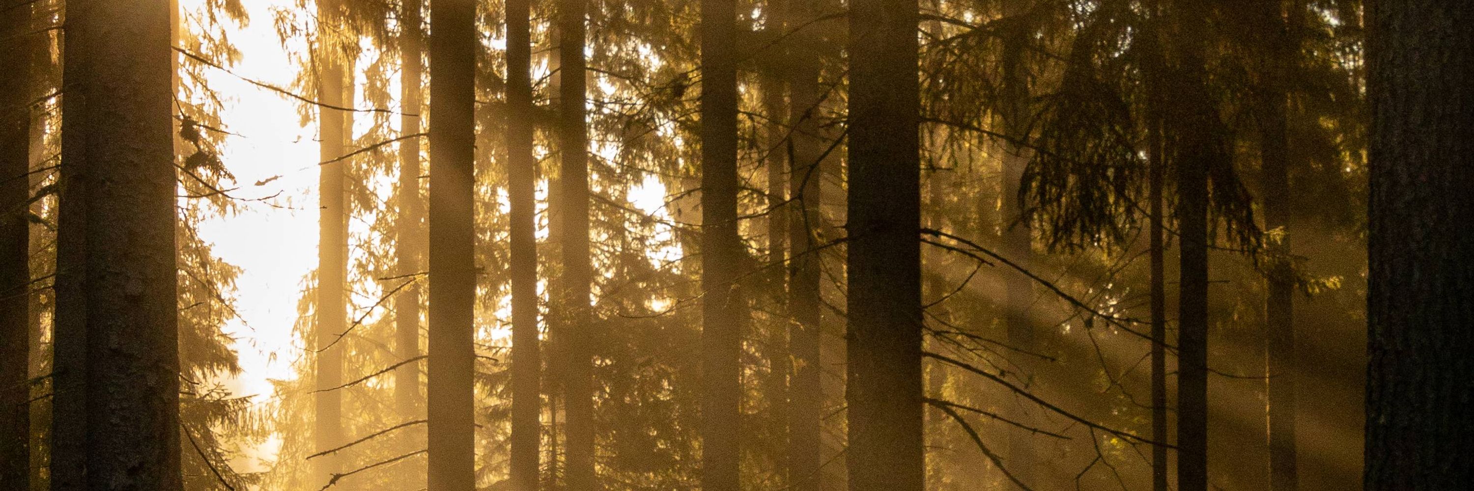 Metsänhoitoyhdistys Päijänne