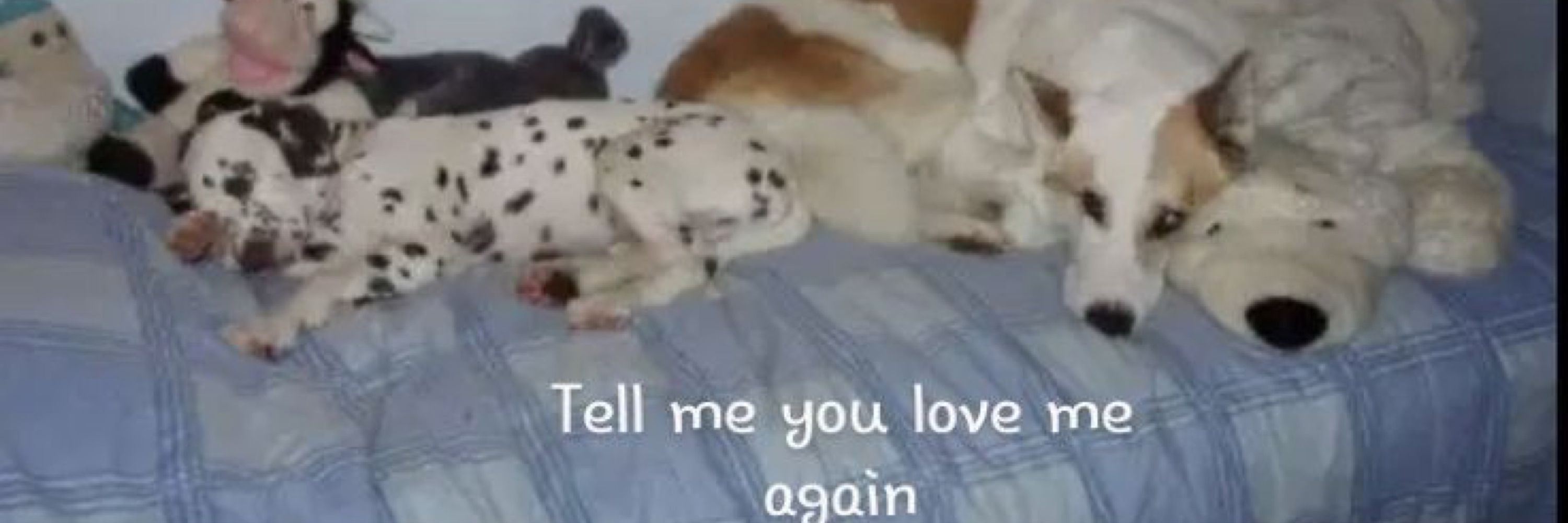 ➿🐾