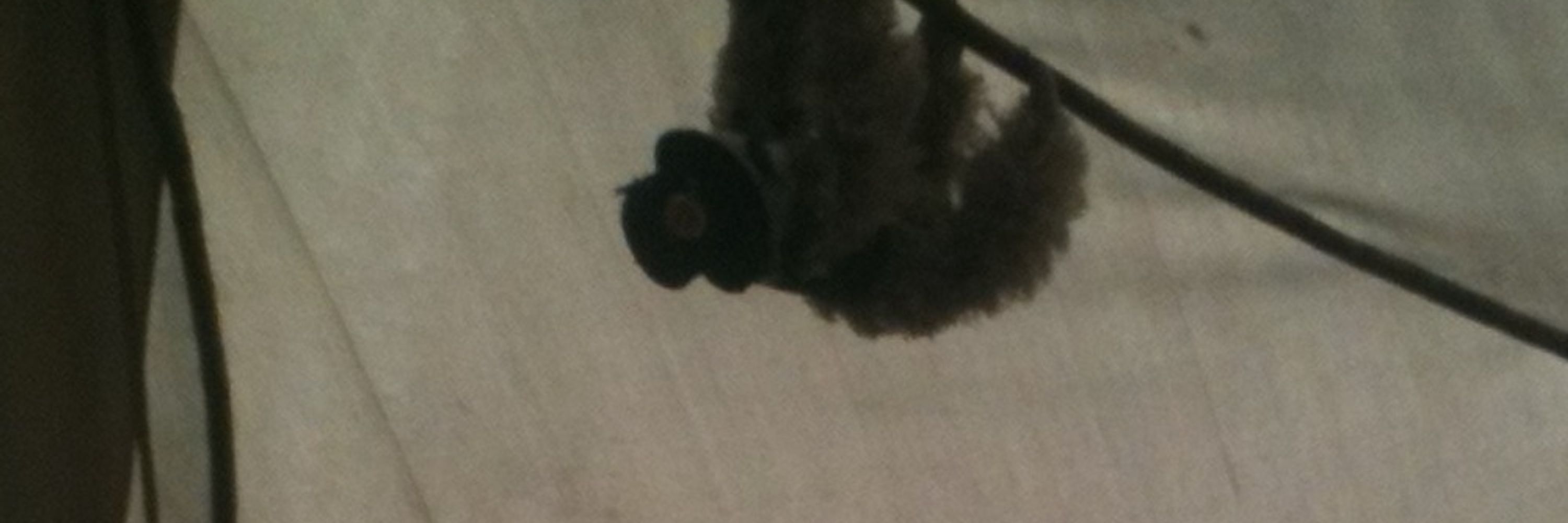 Sigmund the Sloth