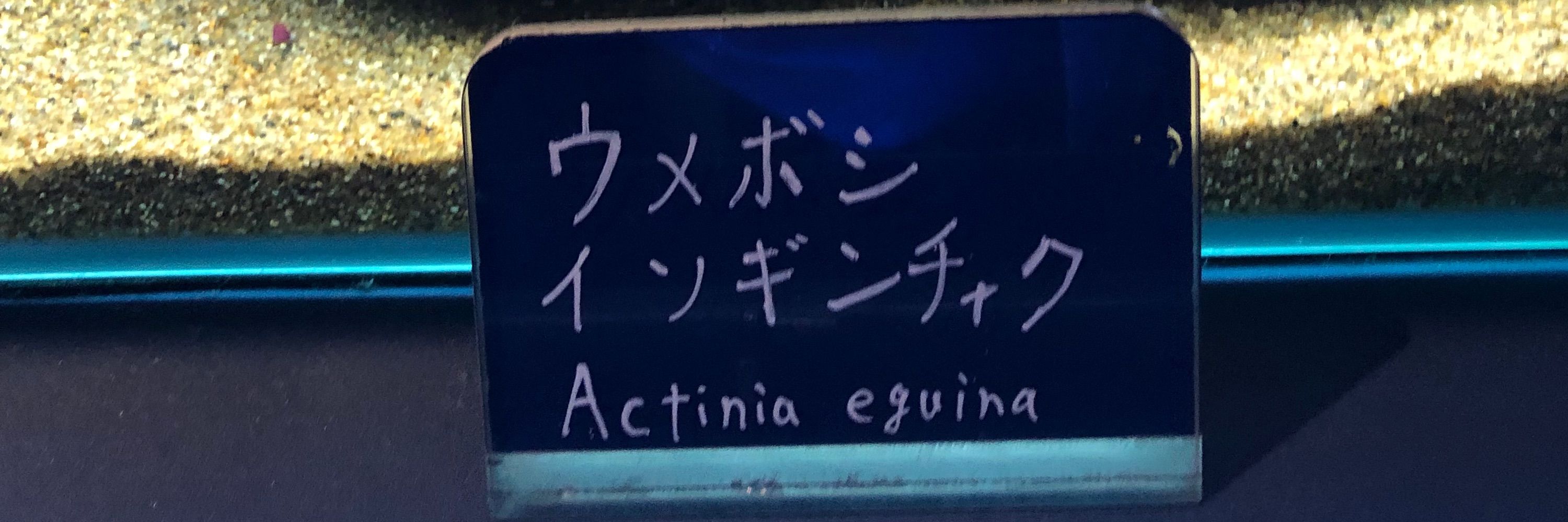どんどん焼き
