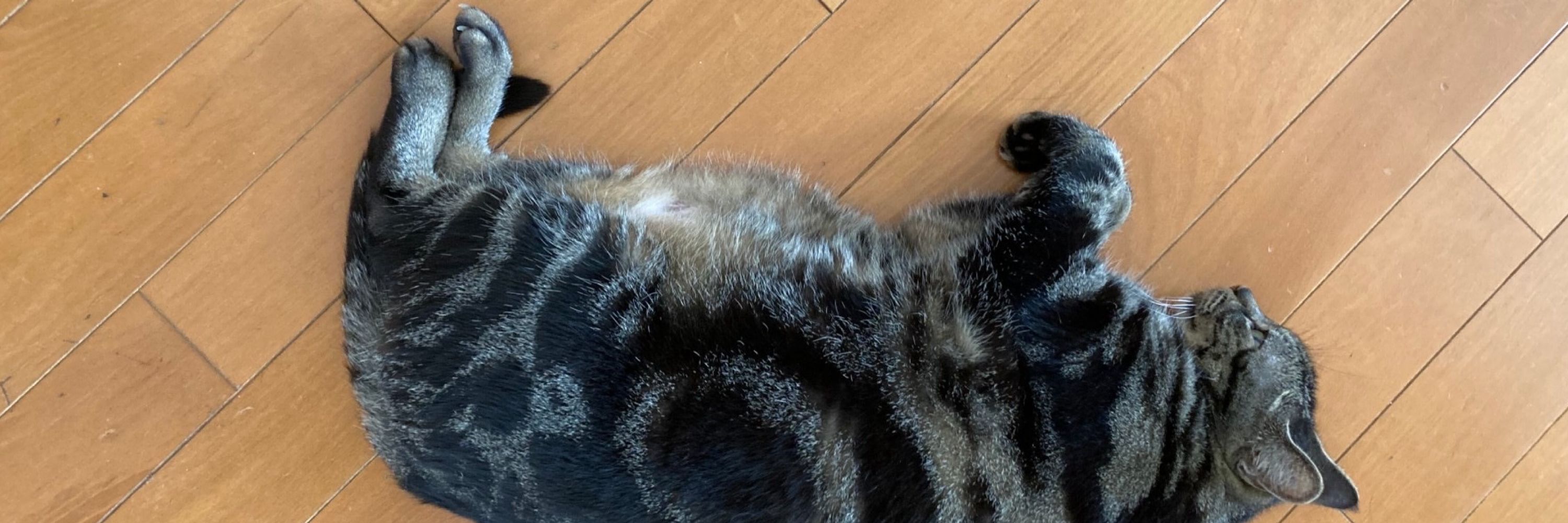 しょくのほそみち