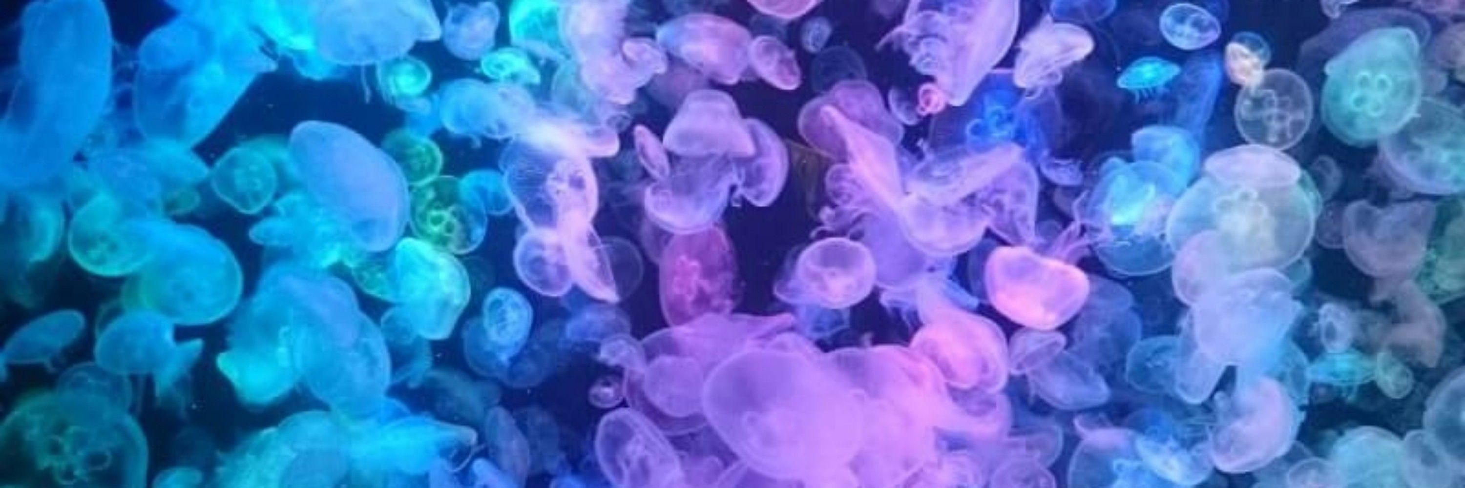 綾