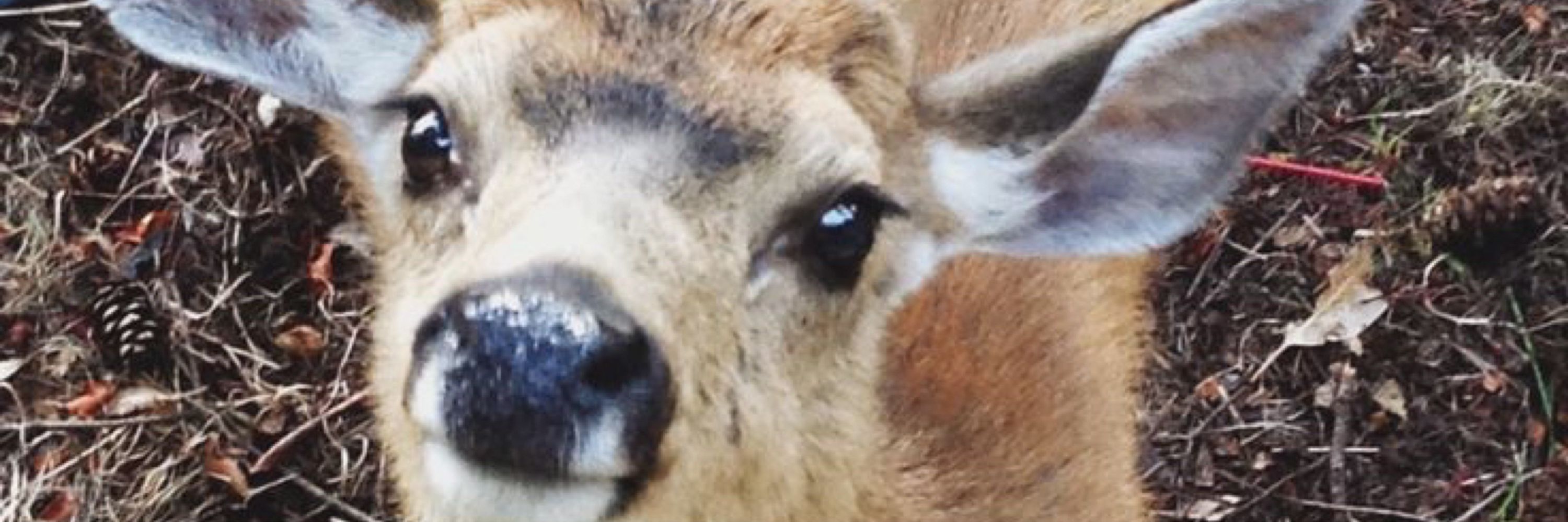 Deerboi