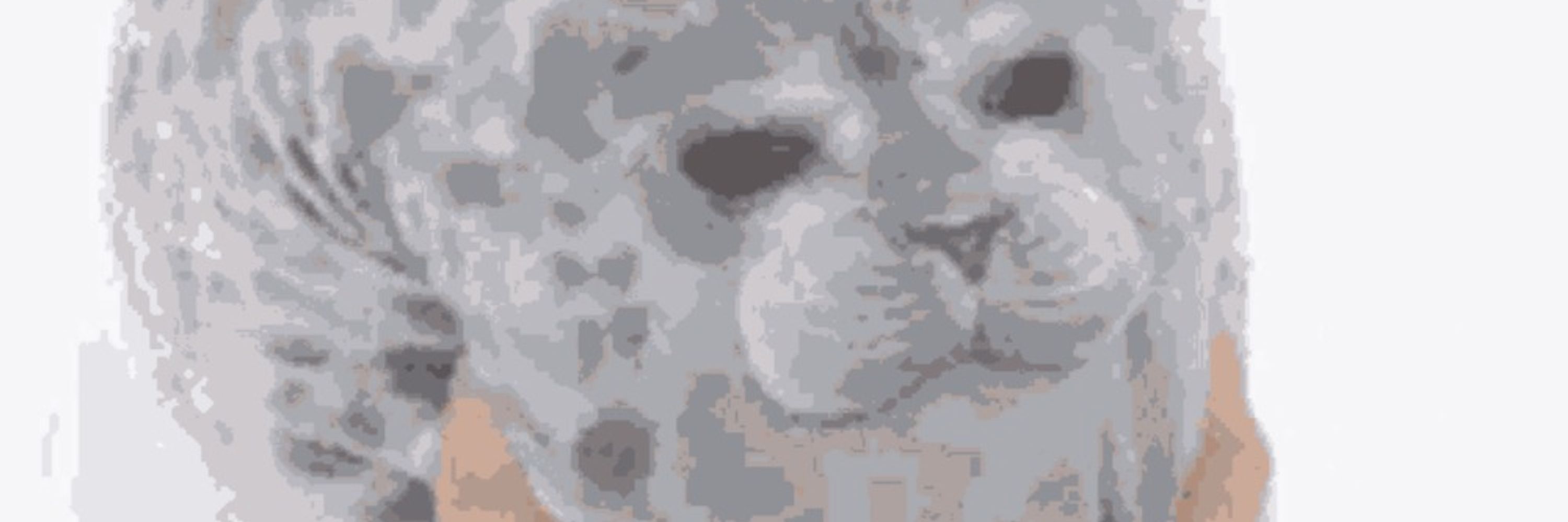 pepe