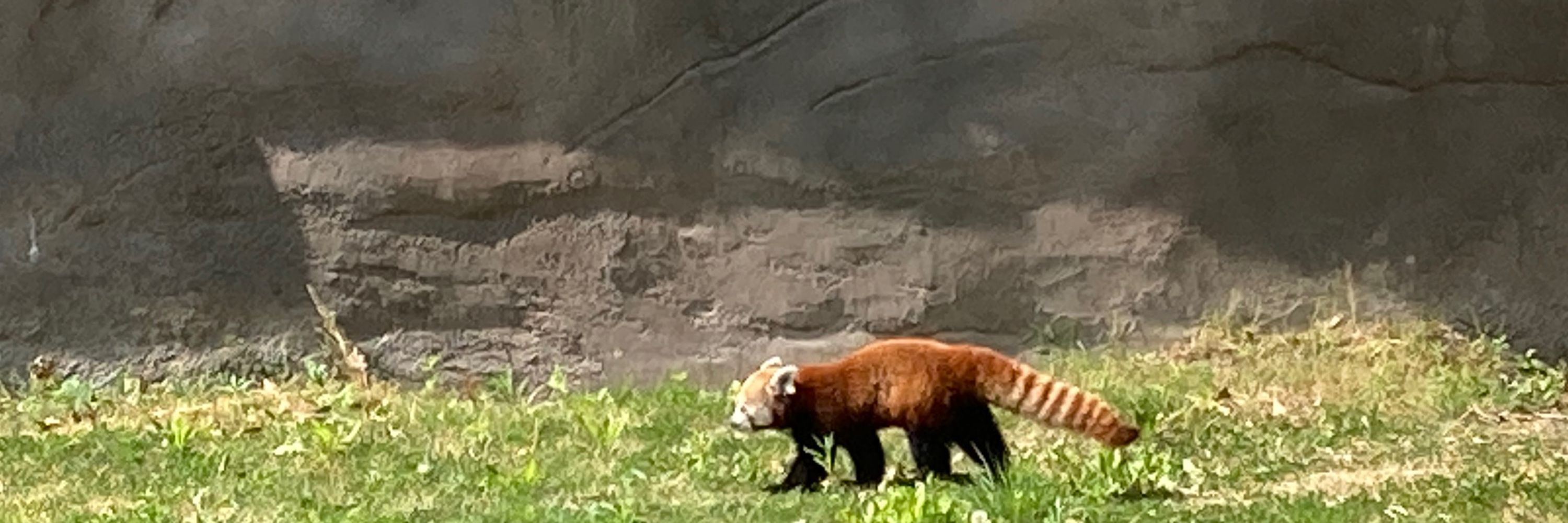 Edward the Red Panda