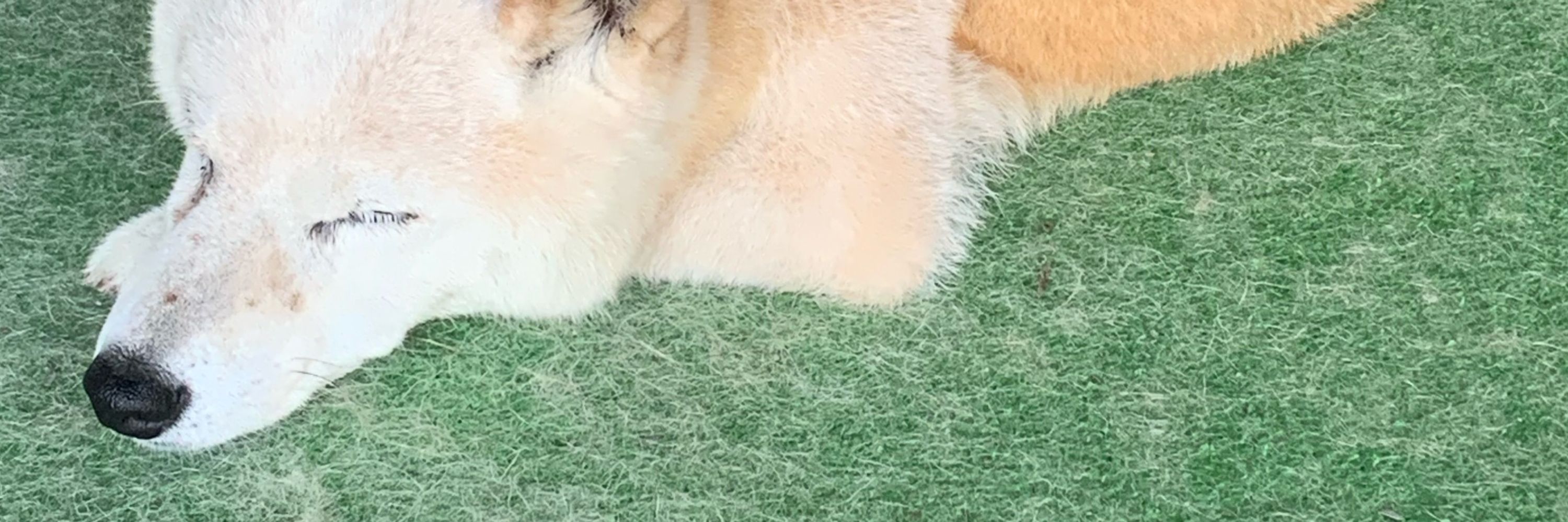 あんどー