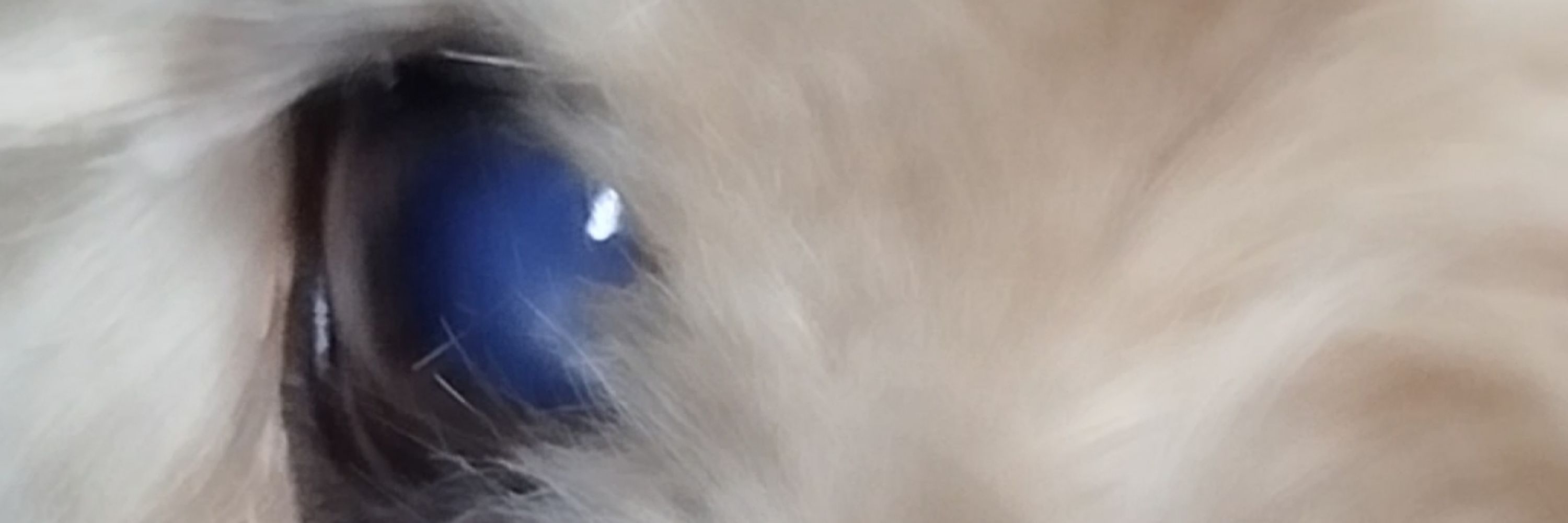 faelks so q do bluesky