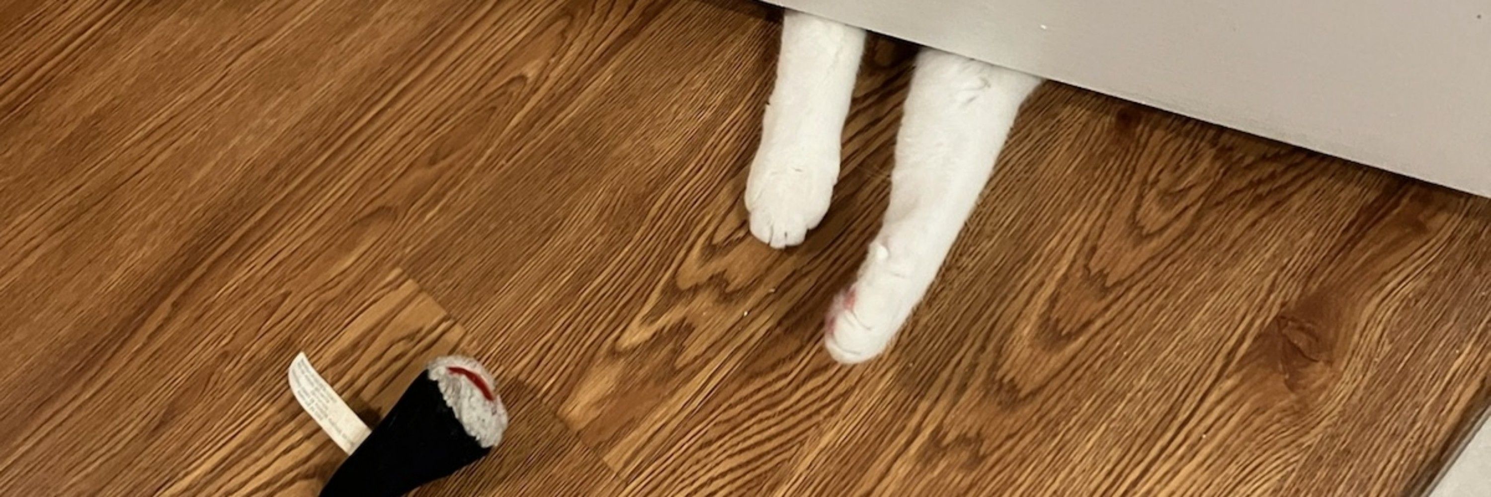 Orbit the Cat