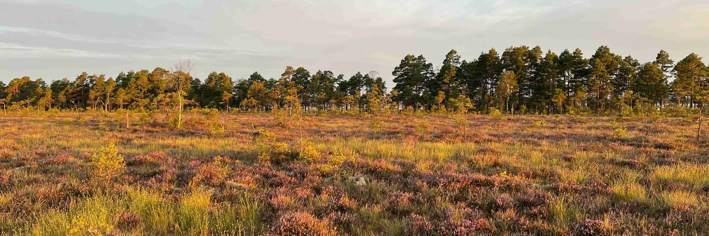 Department of Ecology - Radboud University