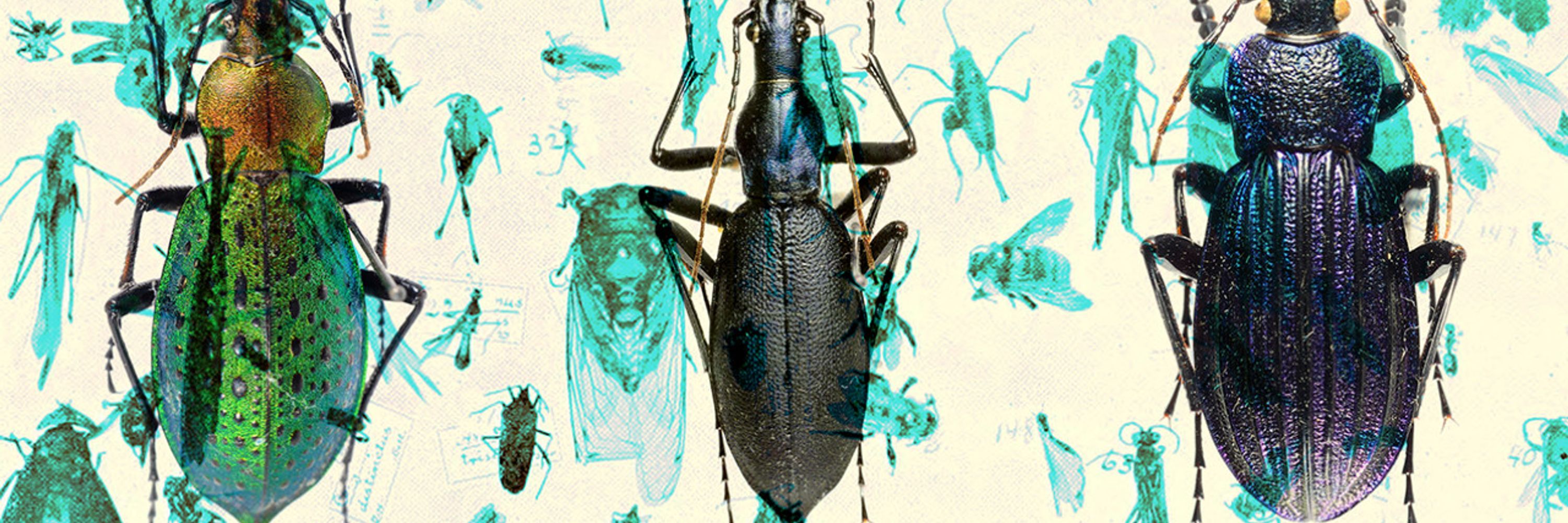 Evolutionary Systematics