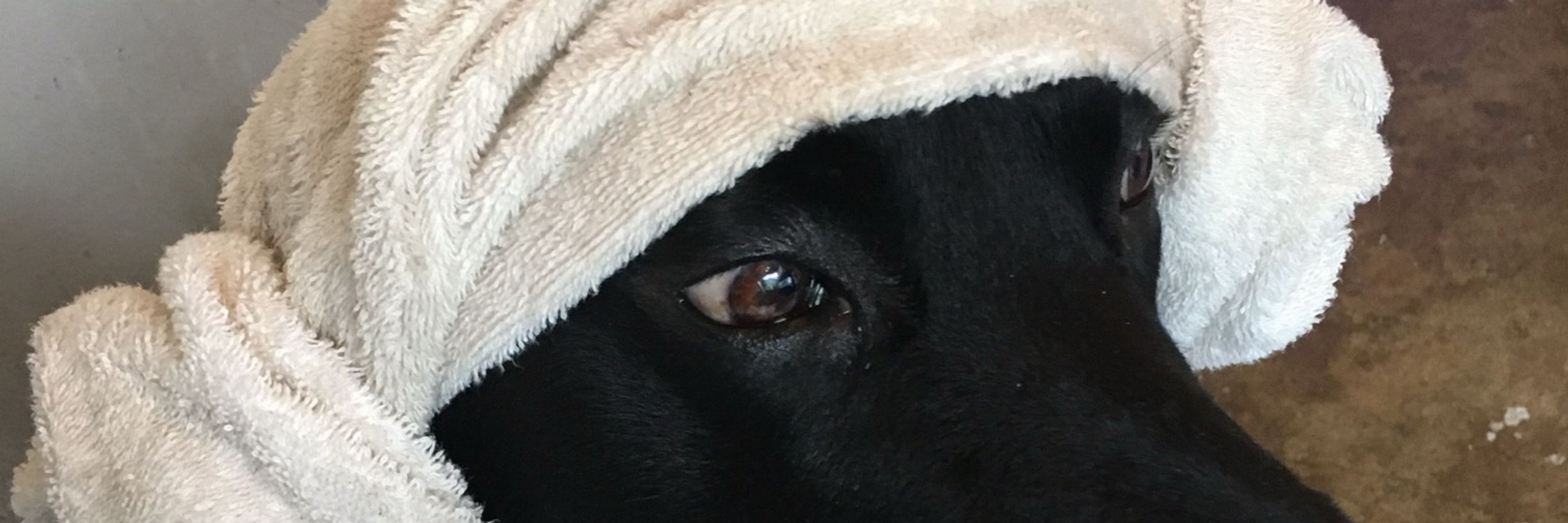 후랑소와 𝔣𝔯𝔞𝔫𝔰𝔬𝔦𝔯🎗✊🐕‍🦺*•.¸¸🌈🏐🦮