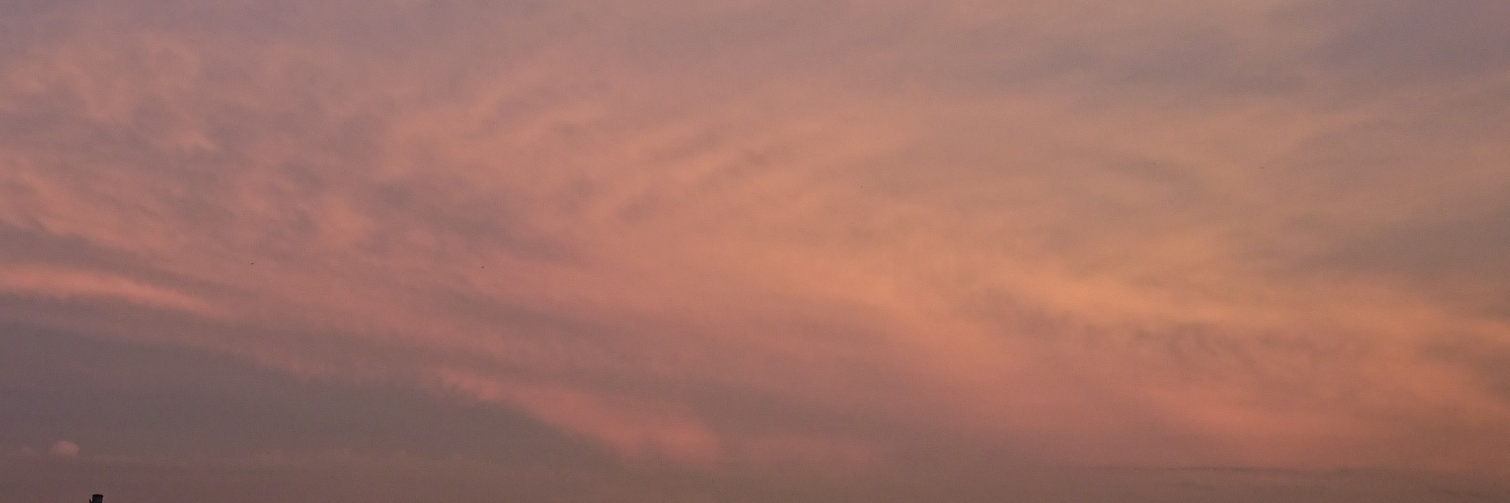 桜楓