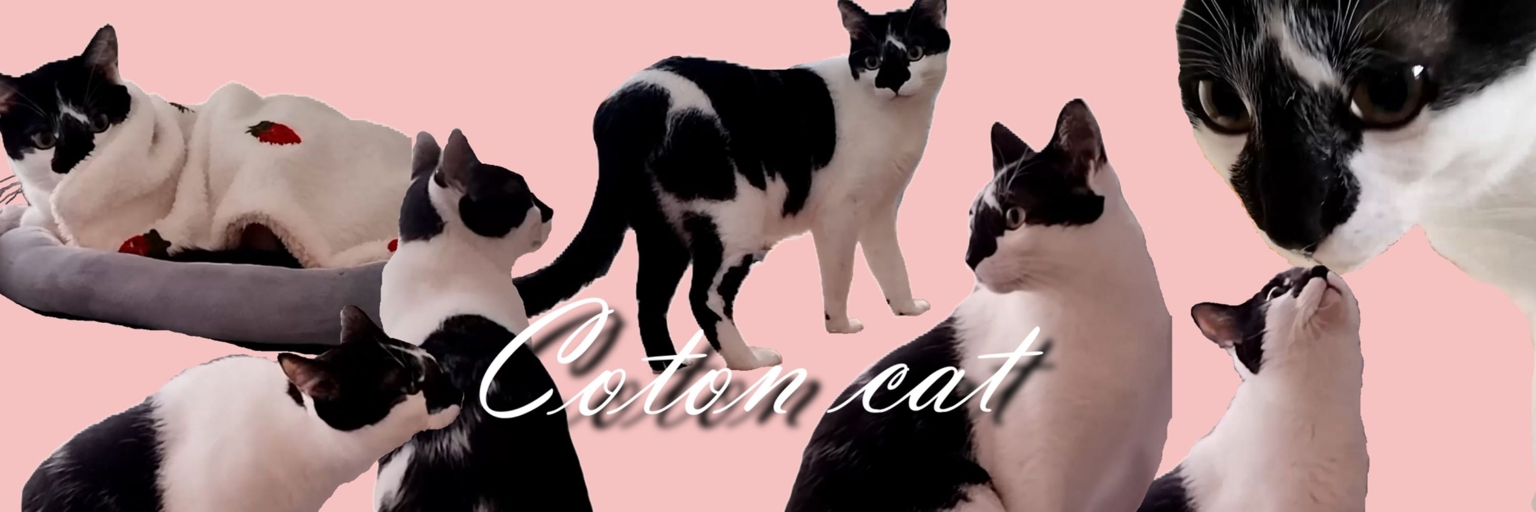 ねこのコトン
