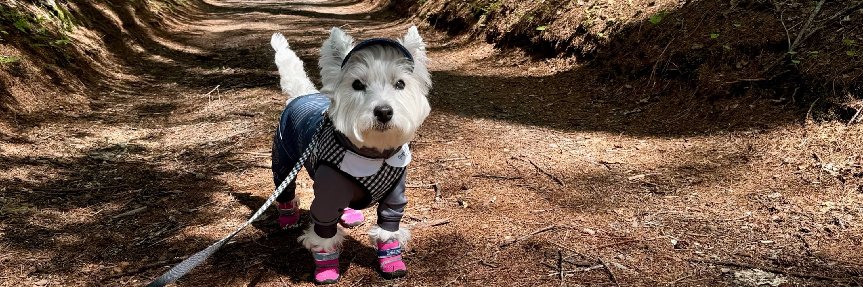 Kuma Westie
