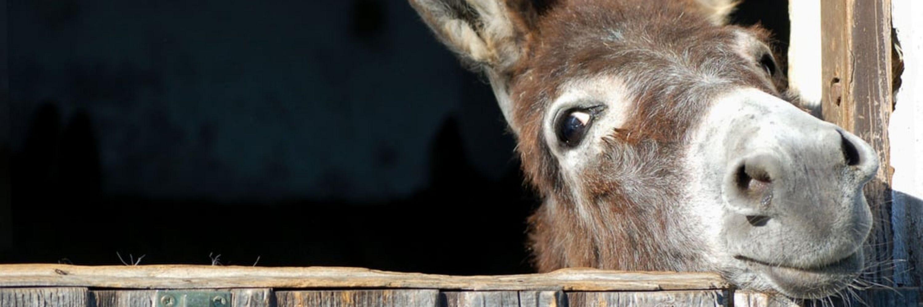 Donkeyman has entered the chat