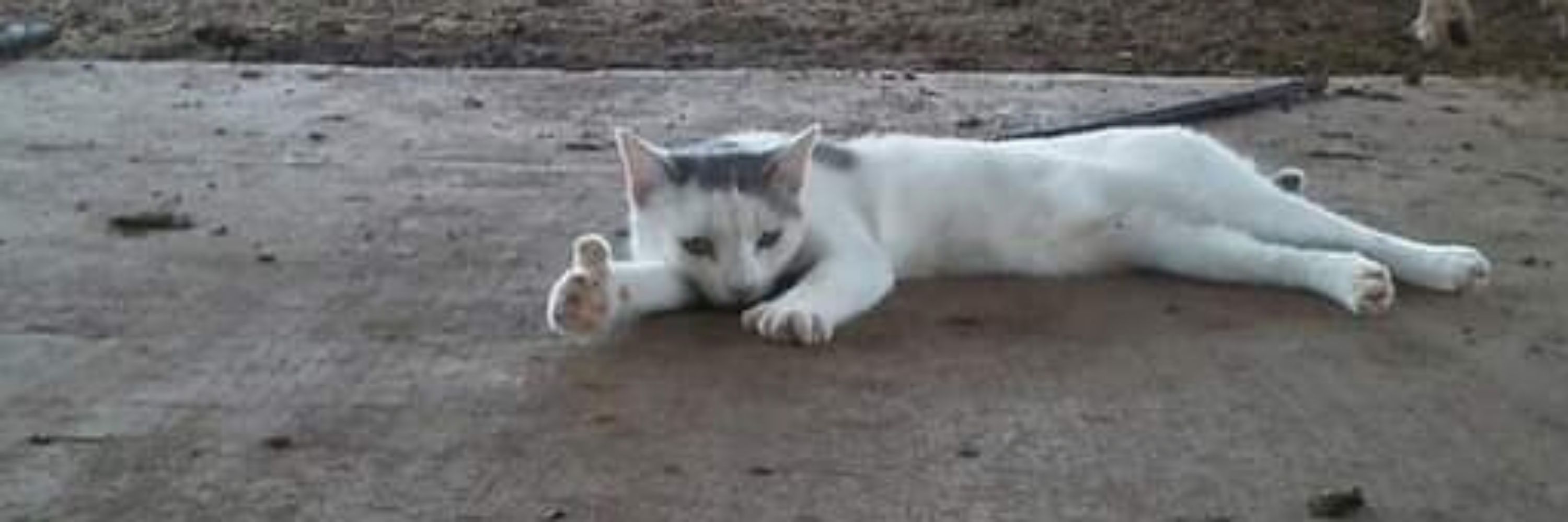 ThaiTeaLover