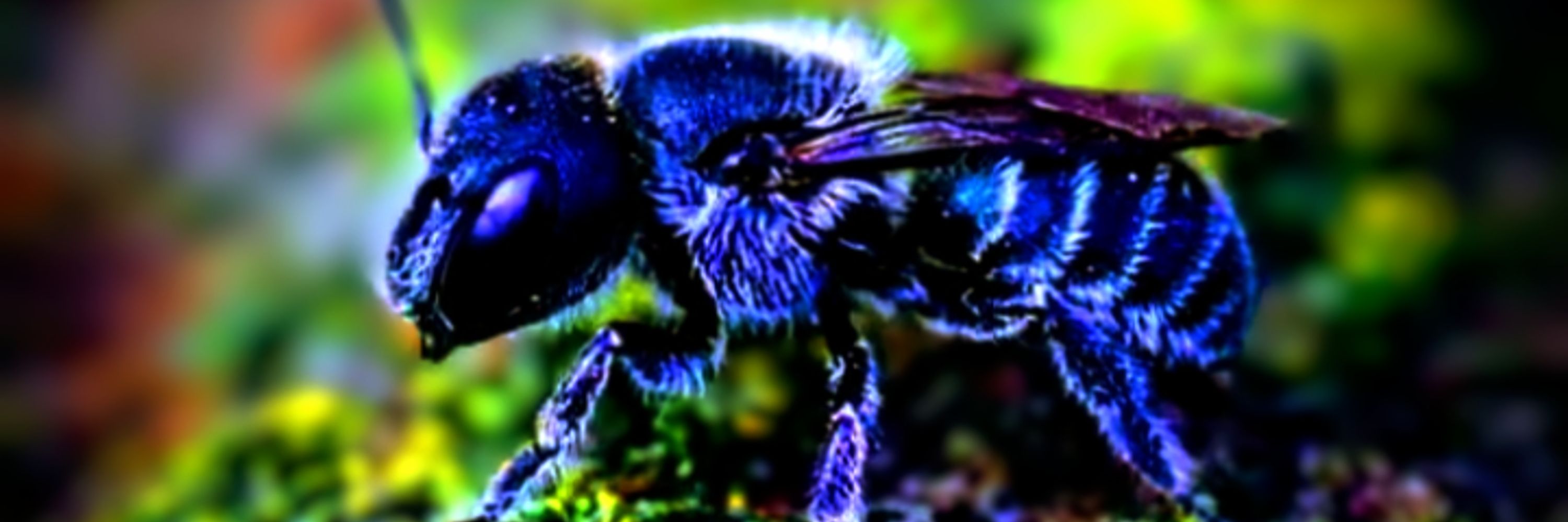 Blue Bee Ecological Endeavors inc BBEE
