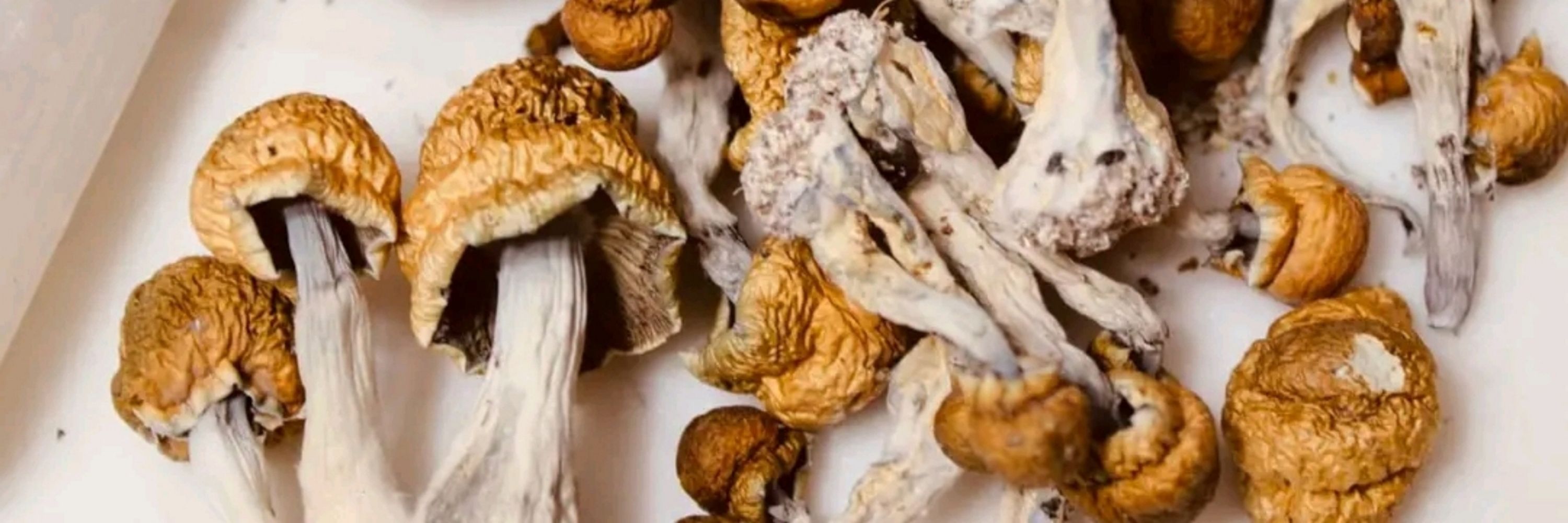 Psychedelic mushrooms for sale 