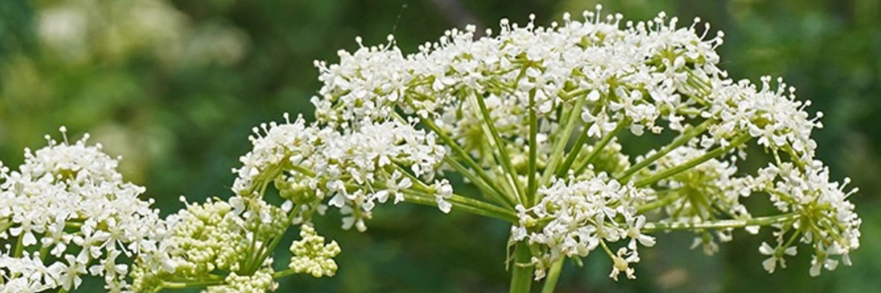 Deathcap & Hemlock