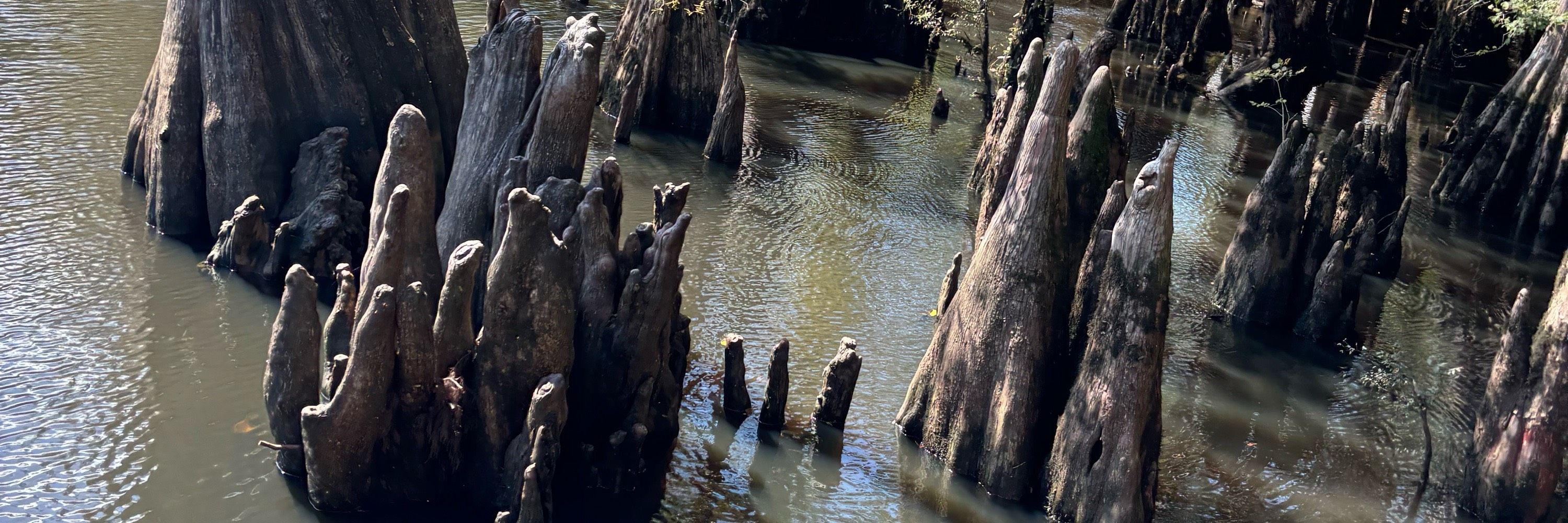 skinned cypress knees