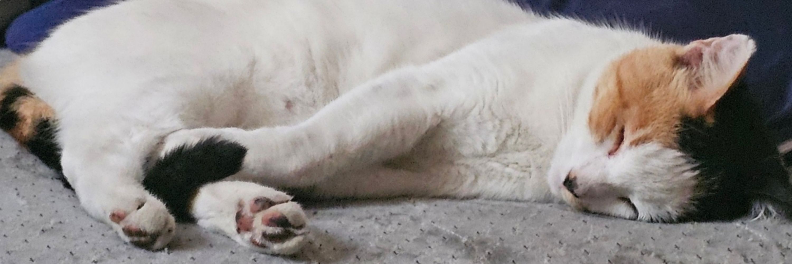 =^._.^= ∫