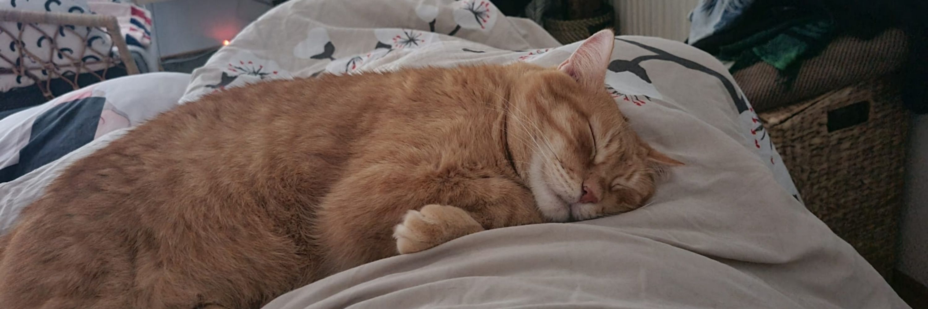 Kussflittchen 