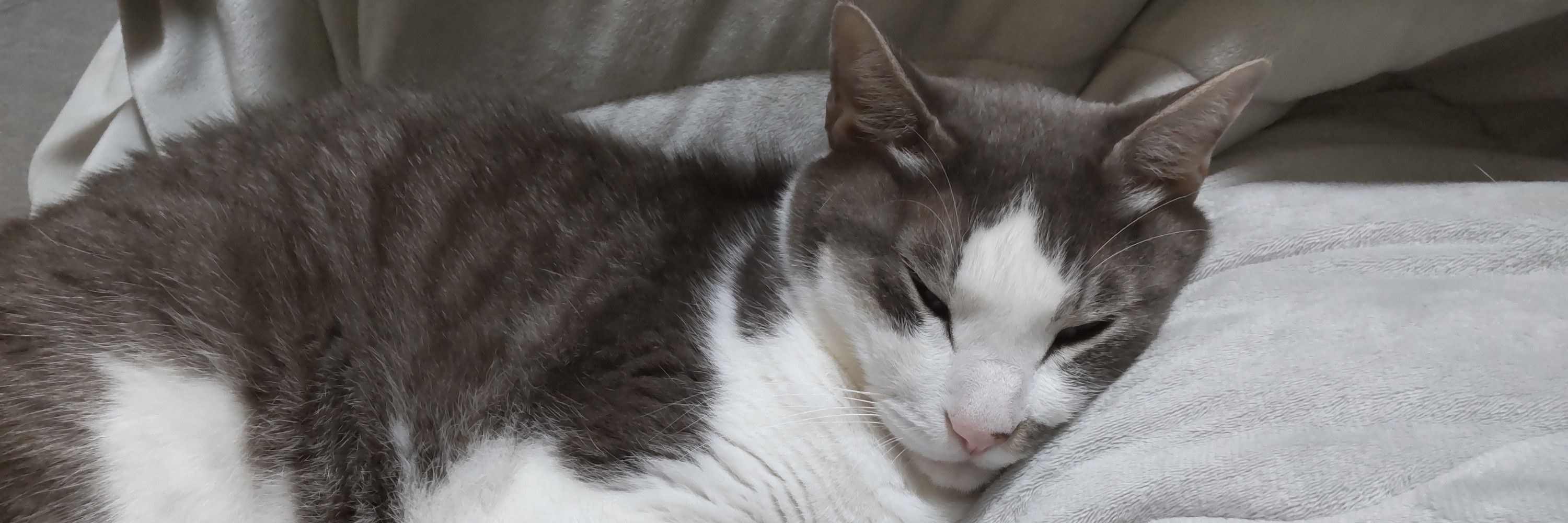 猫仔猫