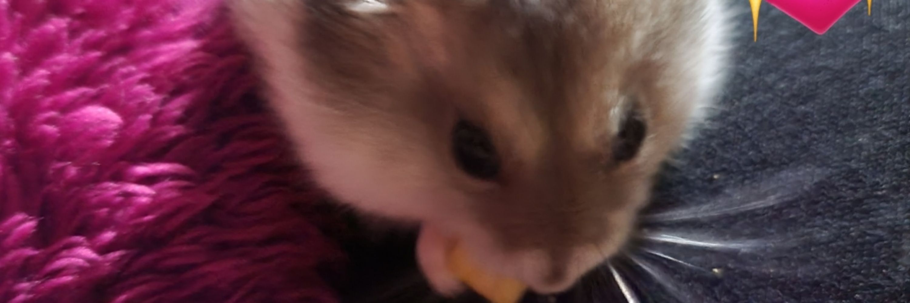 𝕨𝕚𝕝𝕝𝕠𝕨_𝕕𝕖_𝕤𝕜𝕪_@☮️🌈🐹