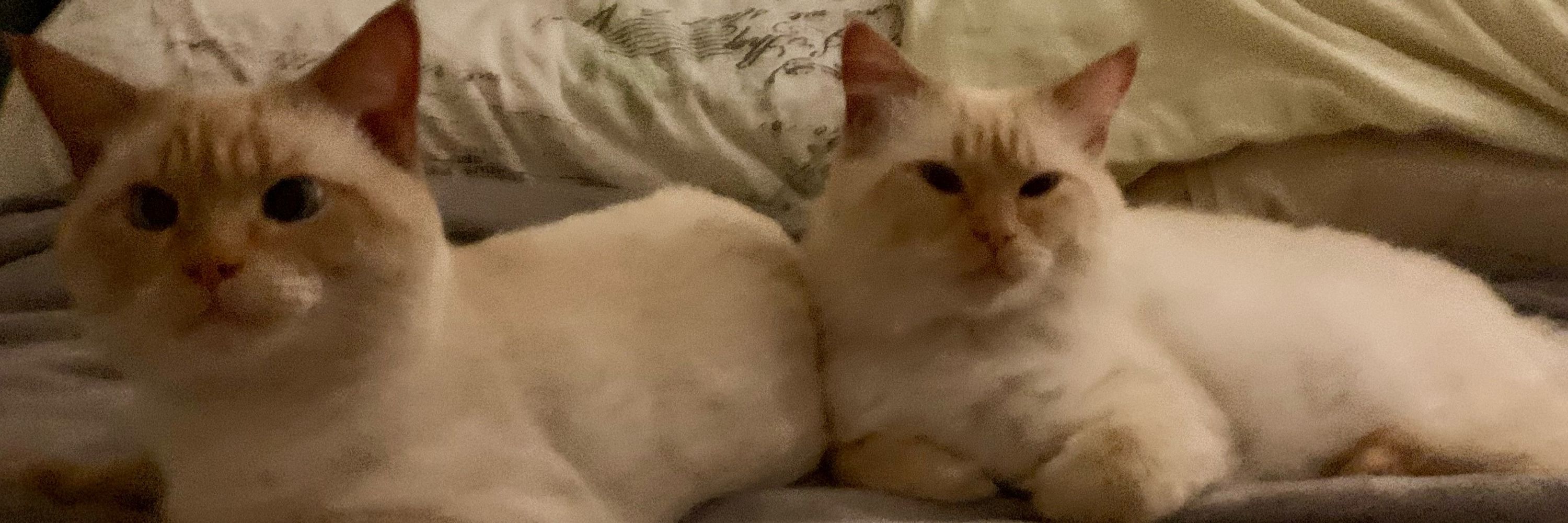 Mel