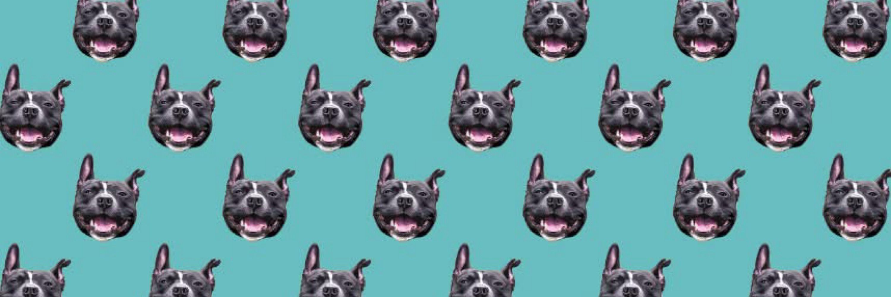 Carlo the Pibble