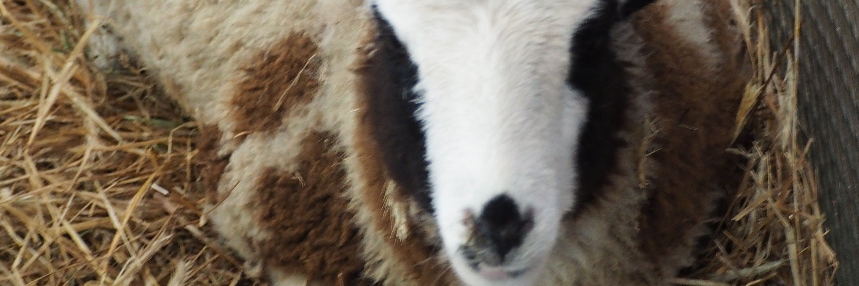 Wooltron's farm