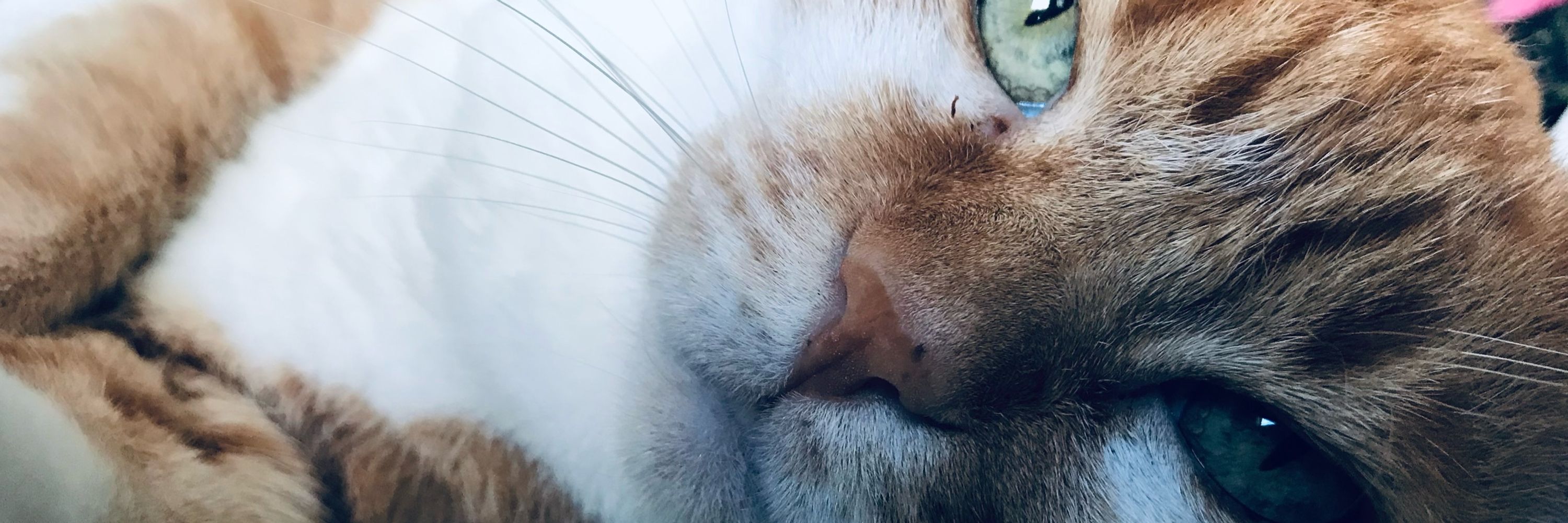 meli 