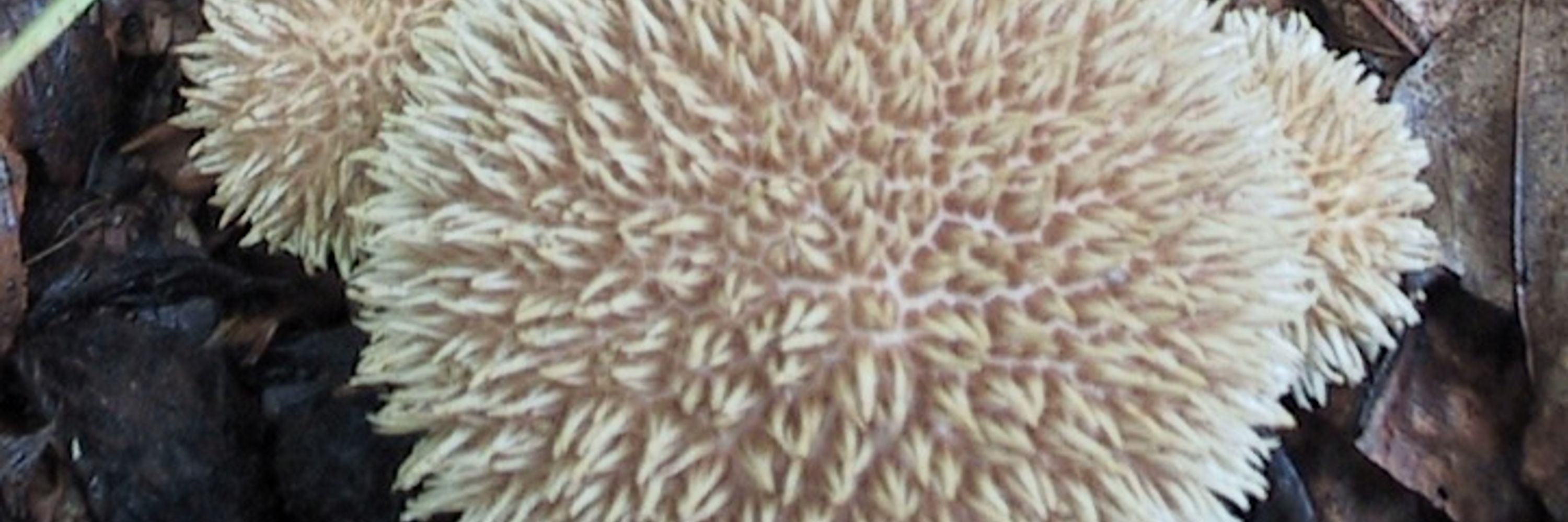 Echinatum