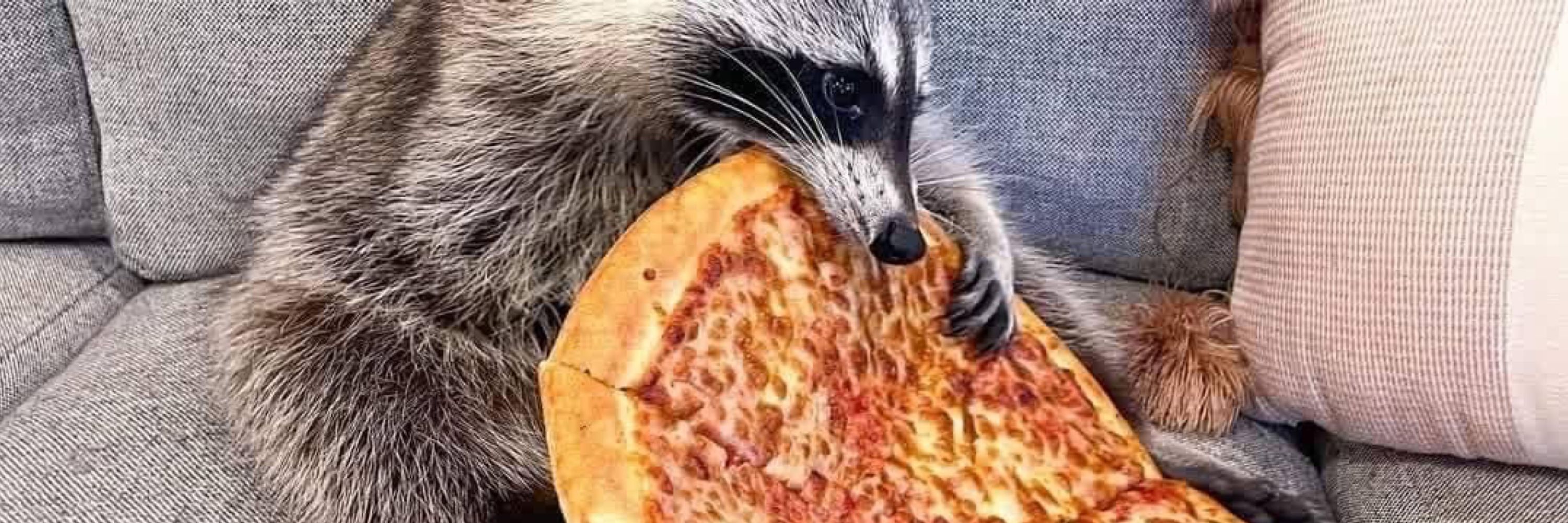 Faux Fox 13