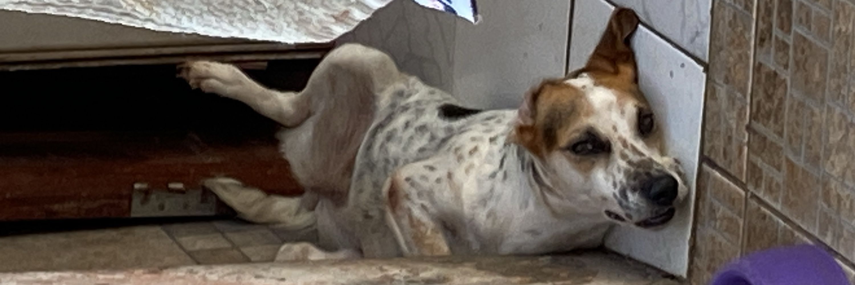 mamãe da estrela