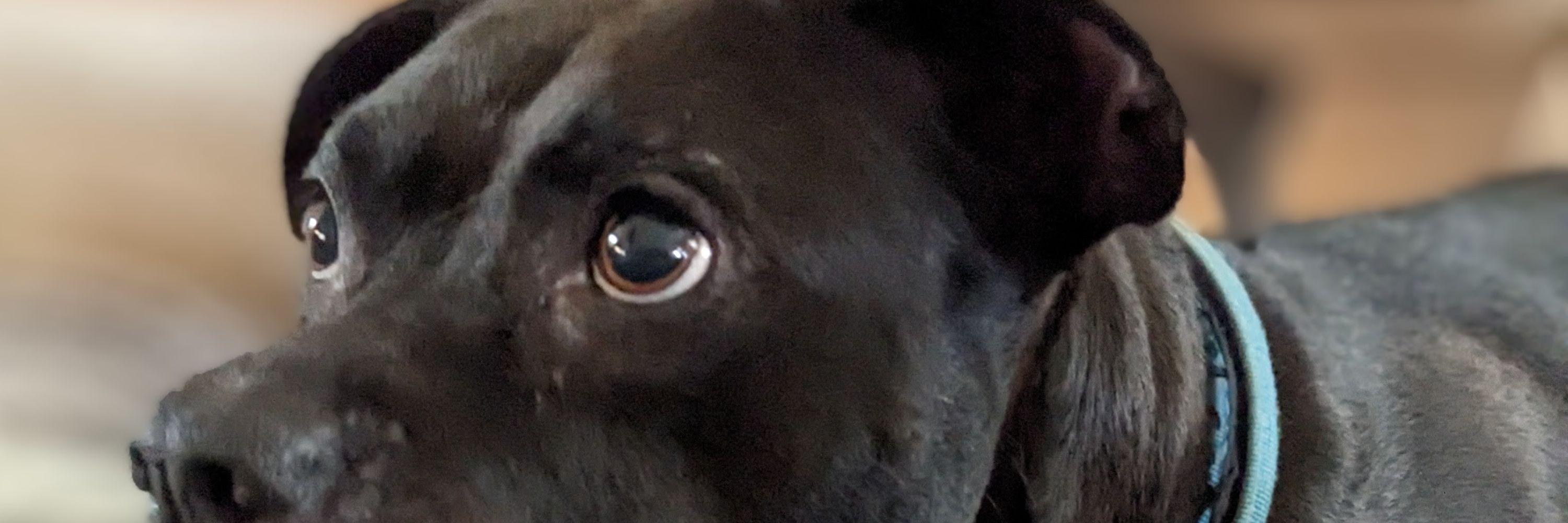 Dee