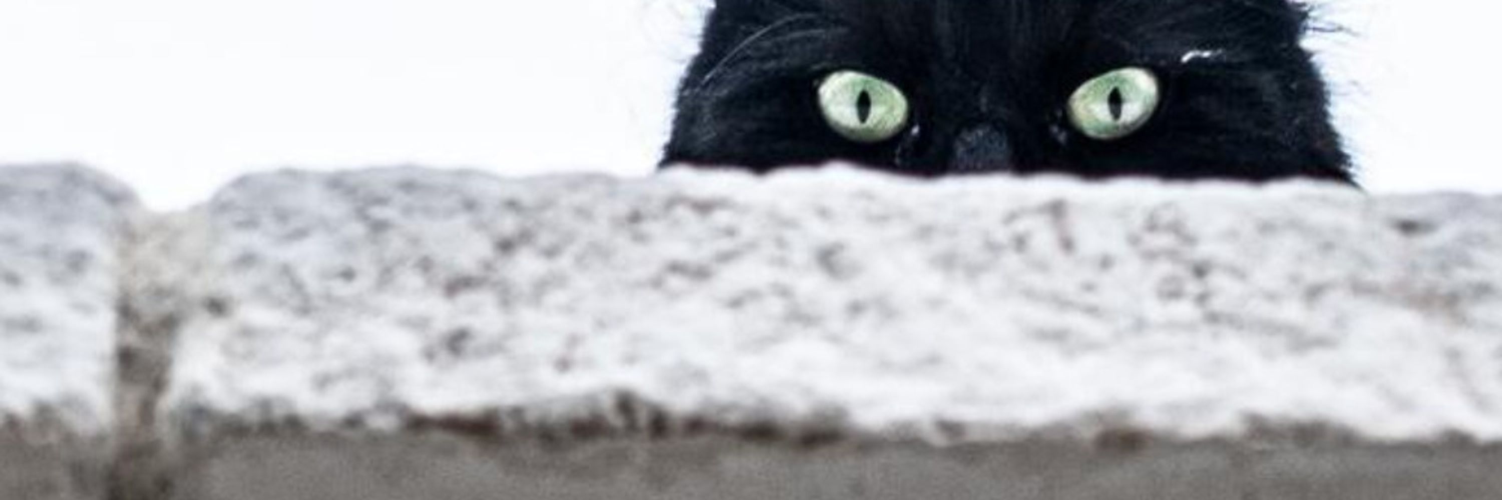 Antifascist Cat