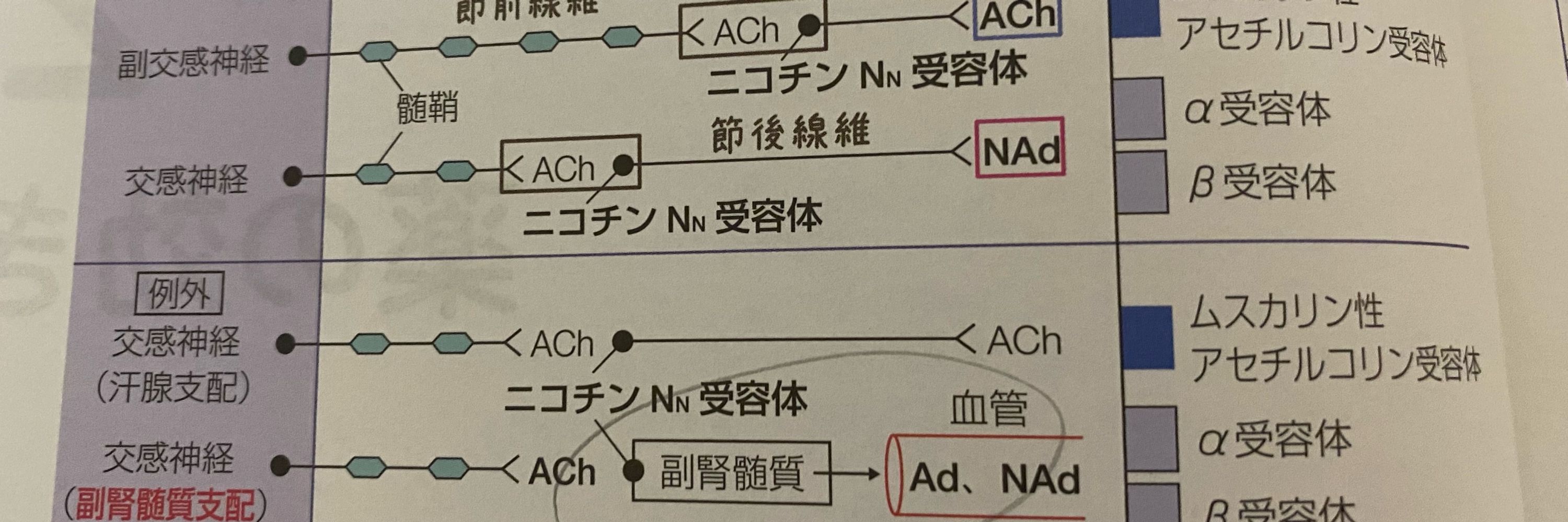 せいか