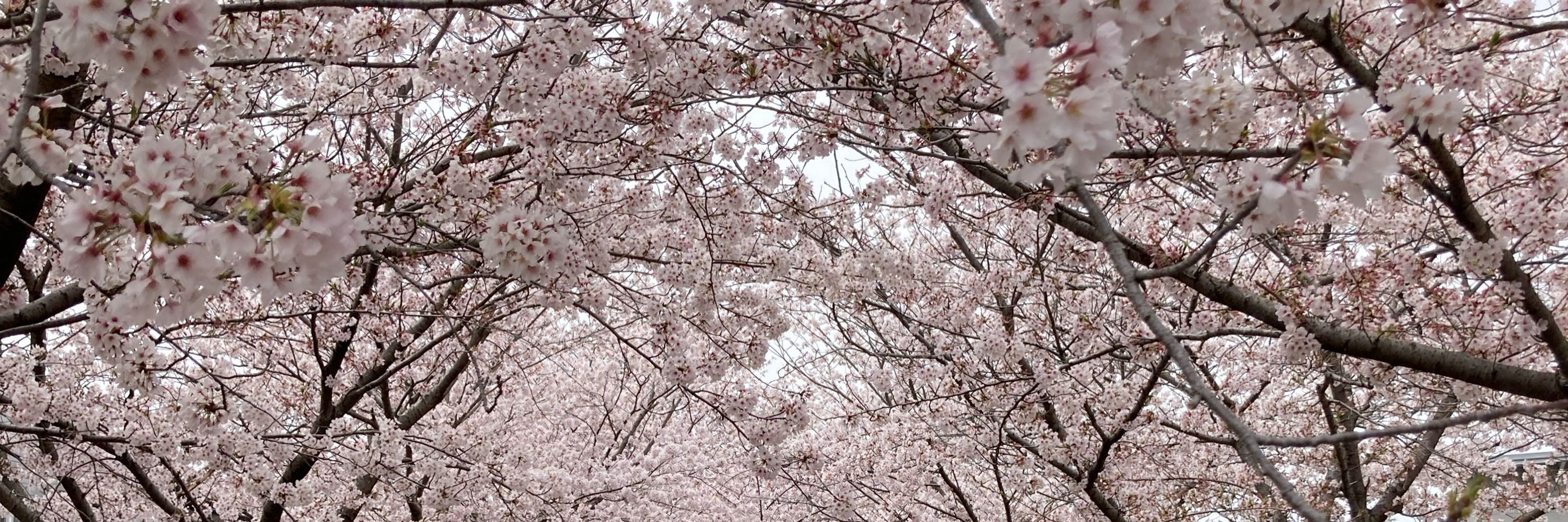 くみちょー