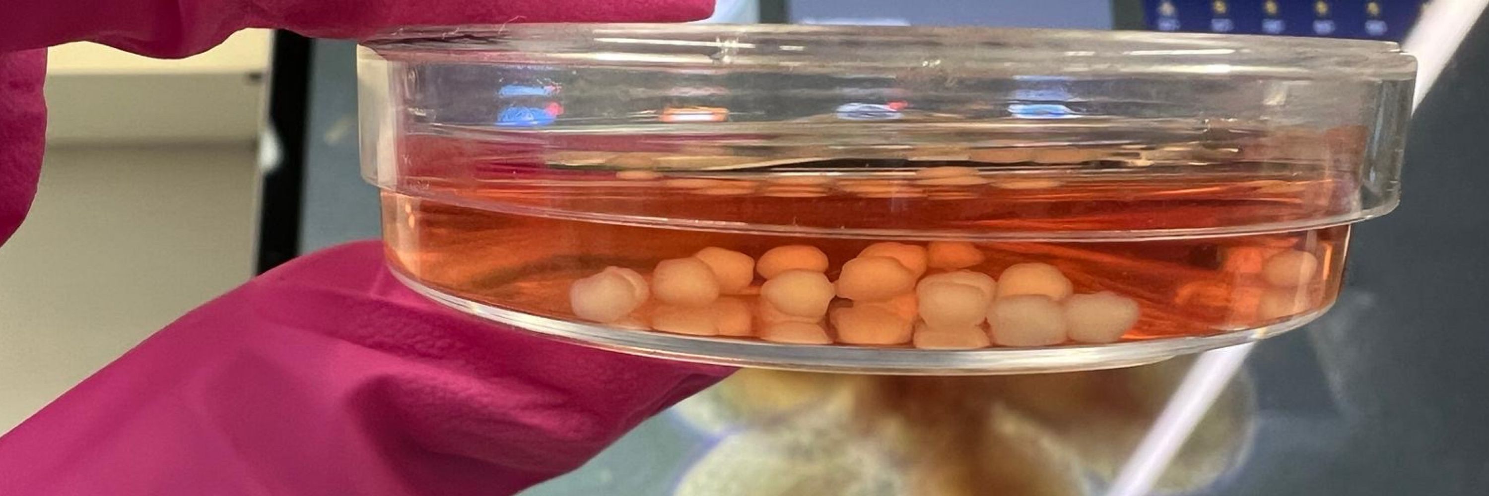 Mansour Lab