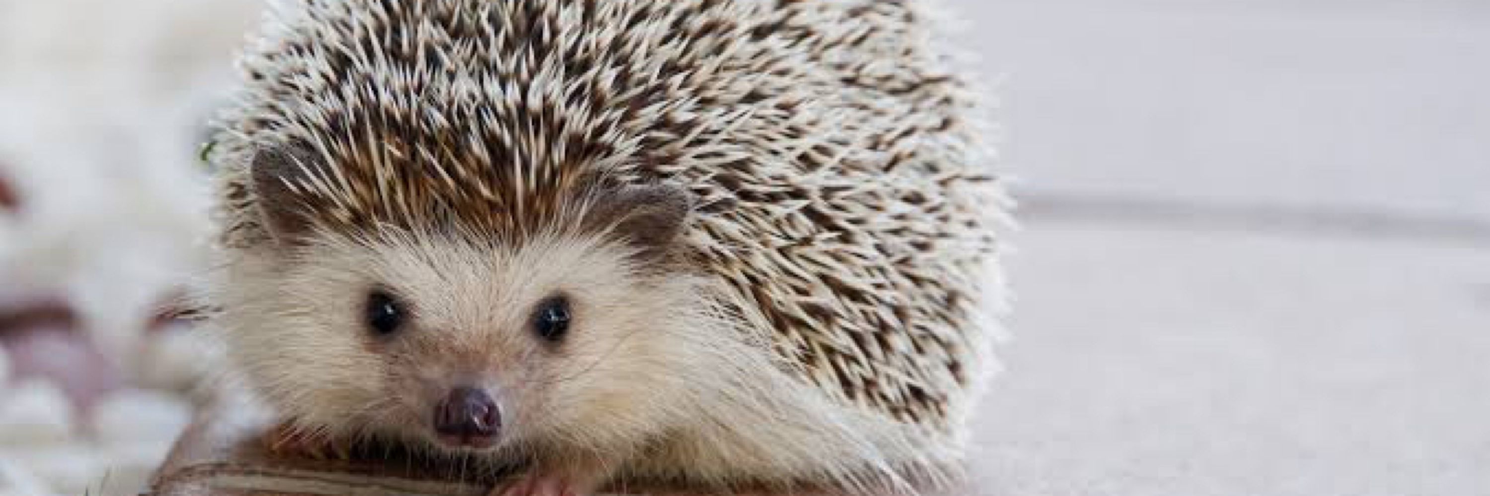 零🦔