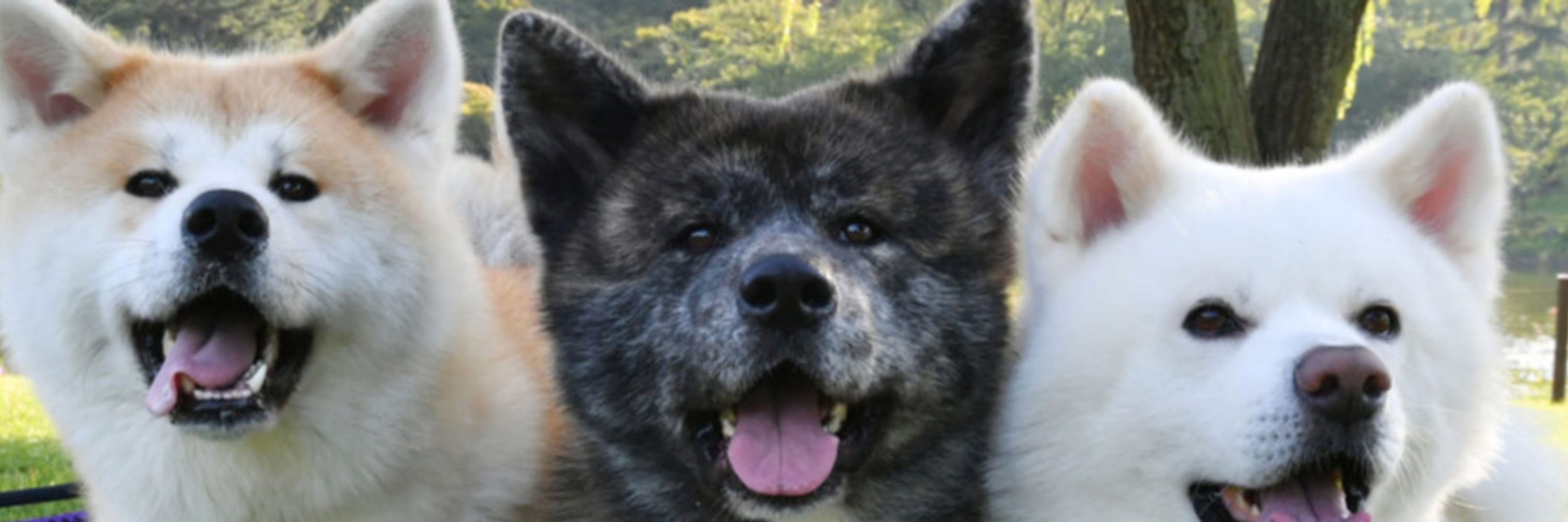 Salsal