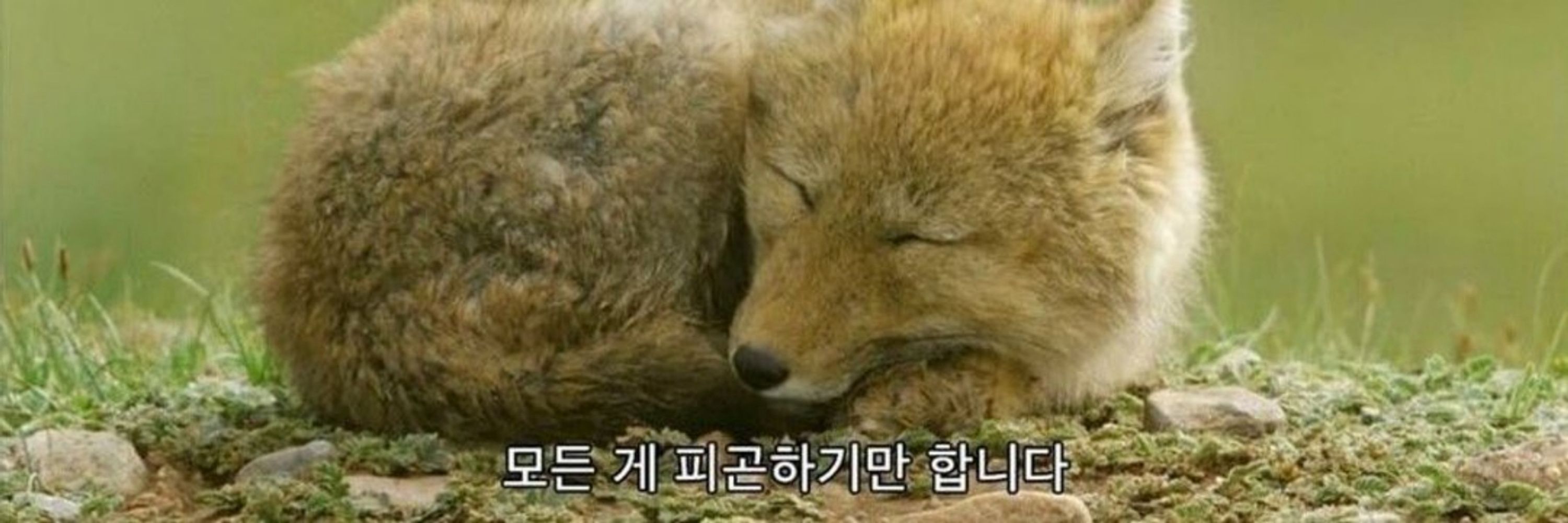 블친소🦋고요