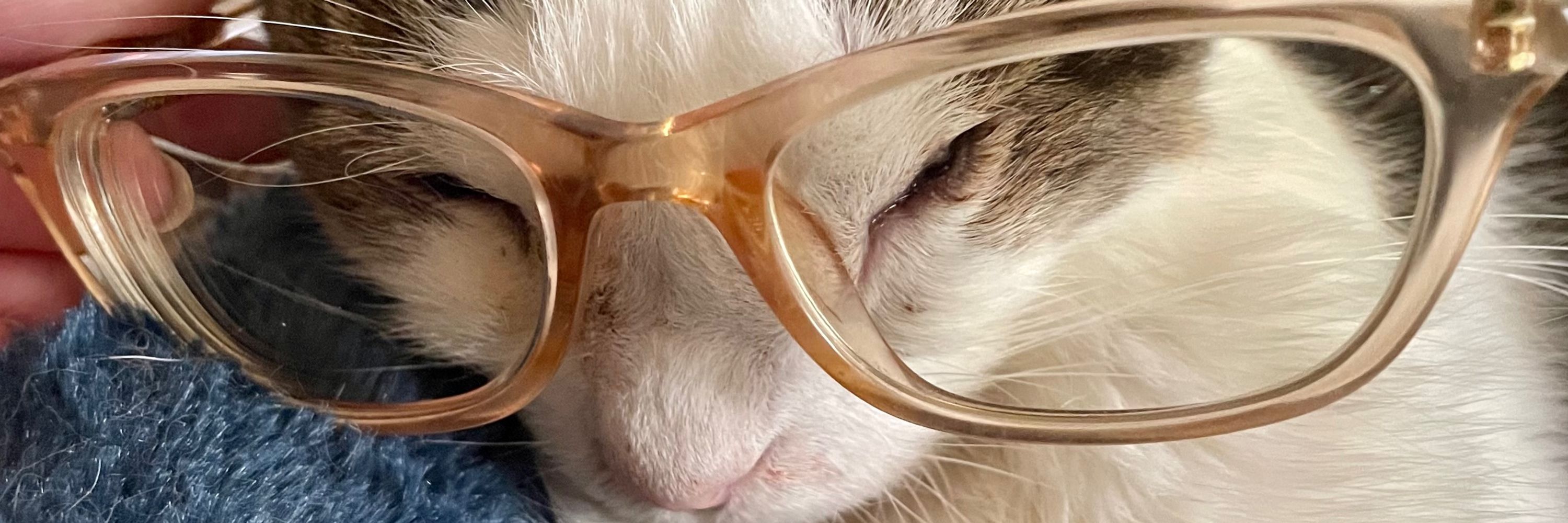 Democracy Watch Cat