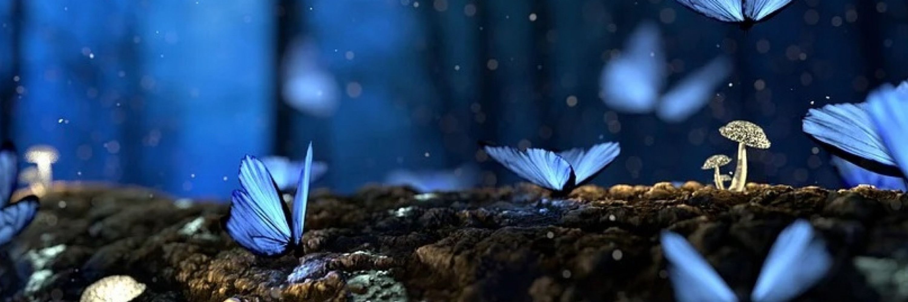 🦋🦋 BLUEYAMINA 🦋🦋