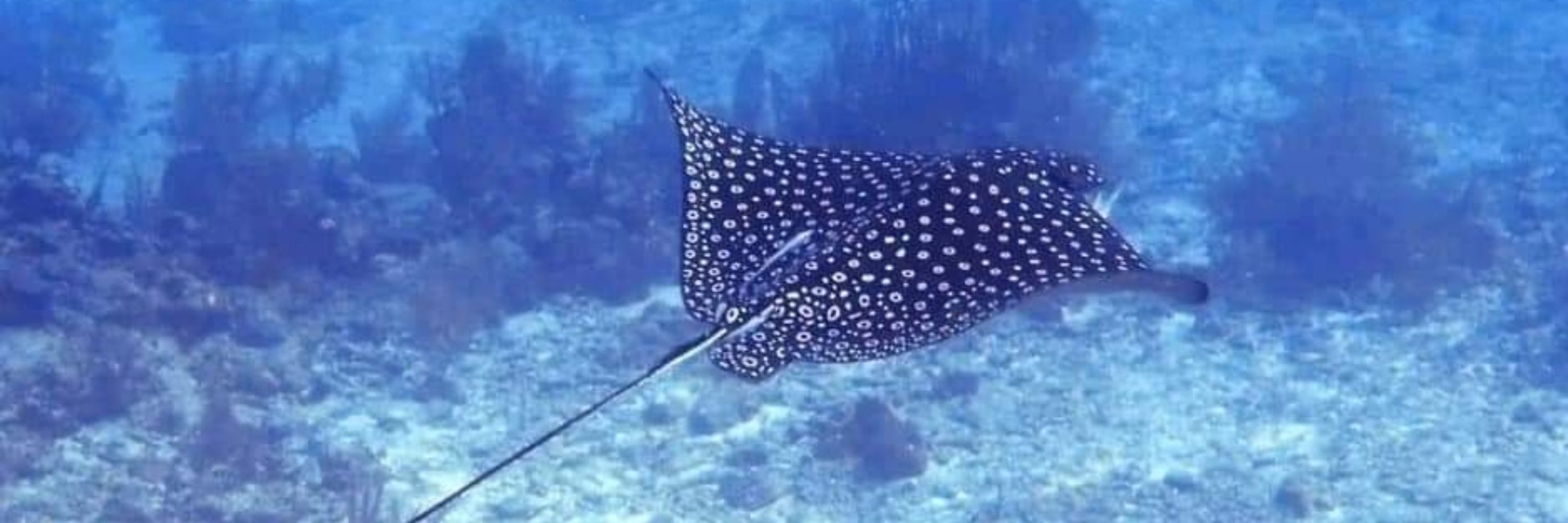 divepyrat