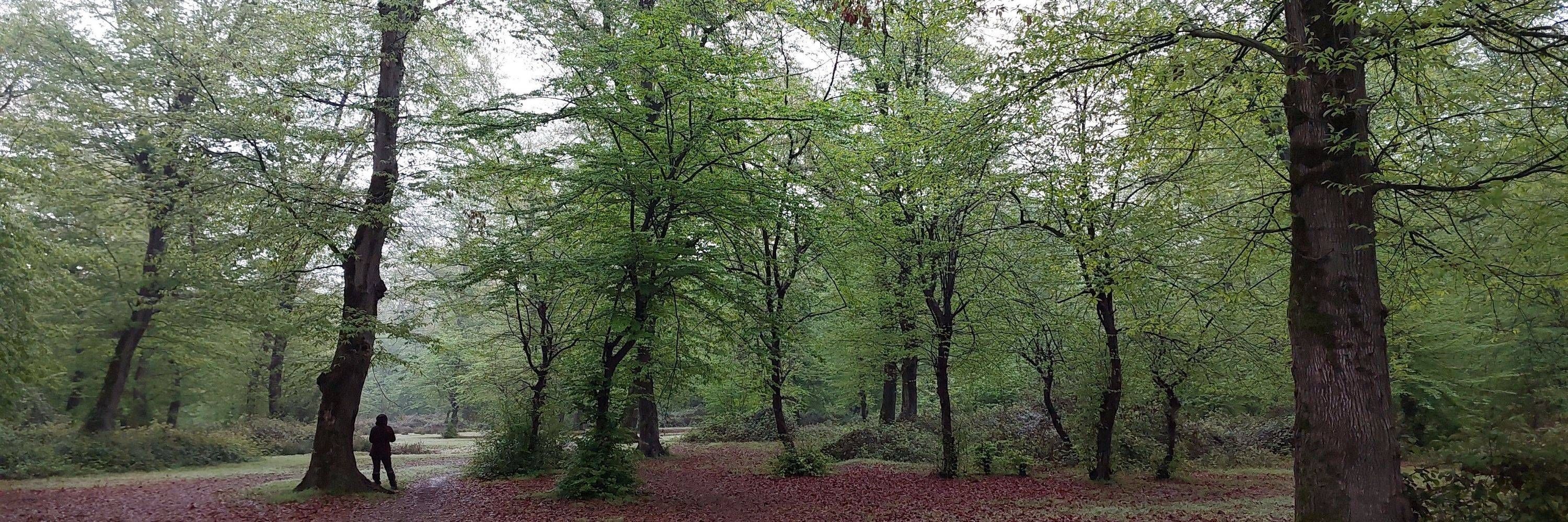 رضا هونجانی 